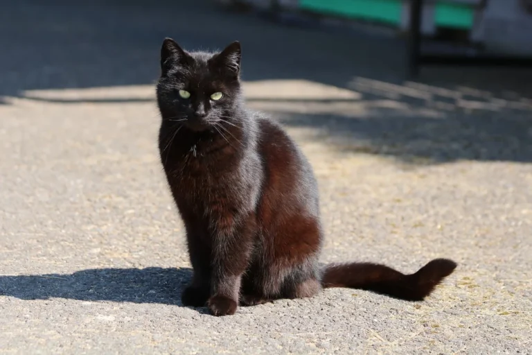Die schwarze Katze