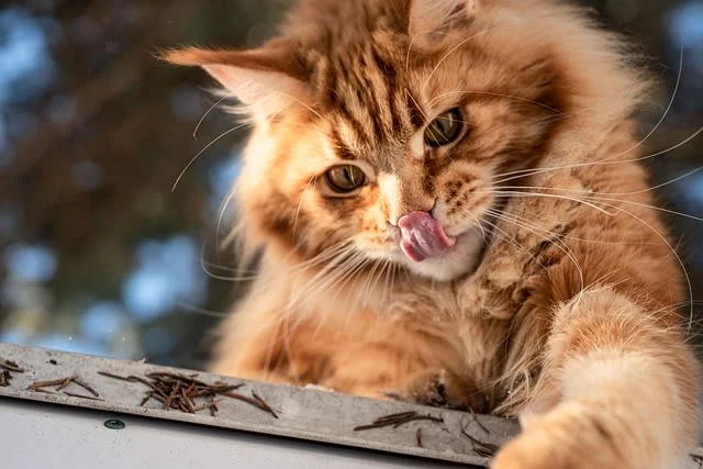 Orange Katzen: Warum rote Katzen so besonders sind
