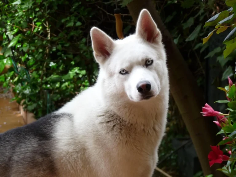 Lupus beim Hund: Ursachen, Symptome und Behandlung