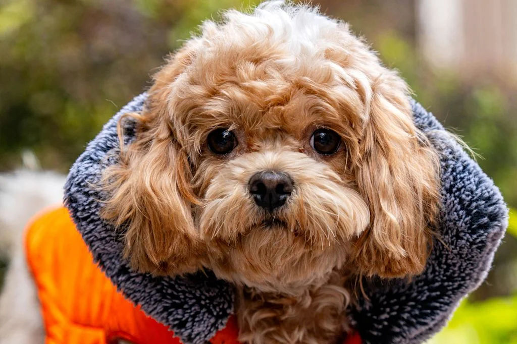Cavapoo im Mantel