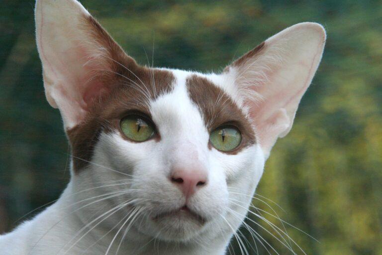 Orientalisch-Kurzhaar-Katze draußen