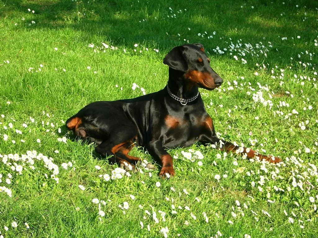 Dobermänner sind sehr auf ihre Besitzer fokussiert