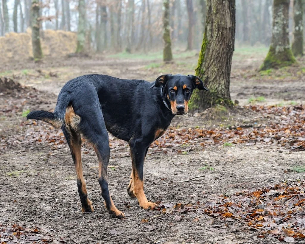 Der Beauceron ist ein französischer Wachhund