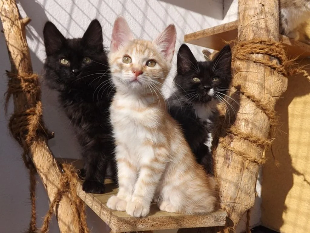 Drei Kitten auf Kratzbaum
