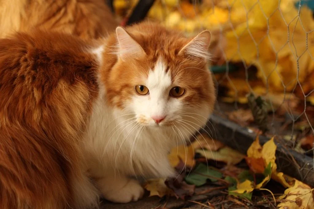 Langhaarkatze im Herbstlaub
