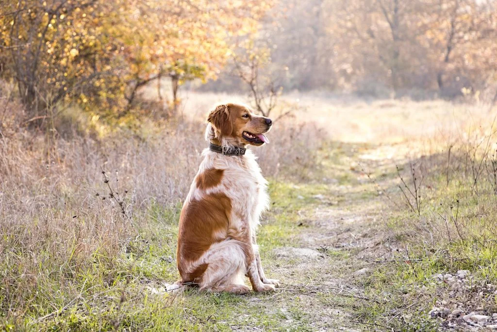 Bretonischer Spaniel beim Spaziergang