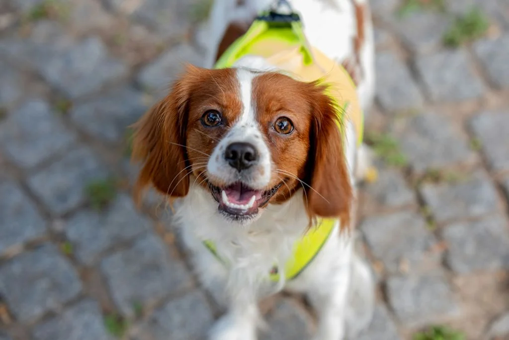 Bretonischer Spaniel sieht aufmerksam in die Kamera