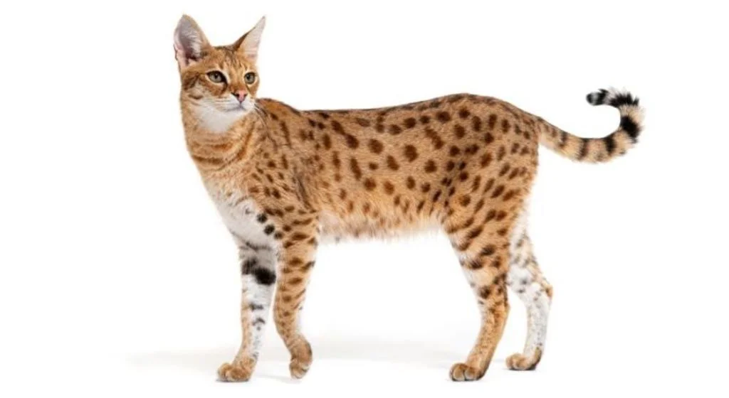 Savannah-Katze 