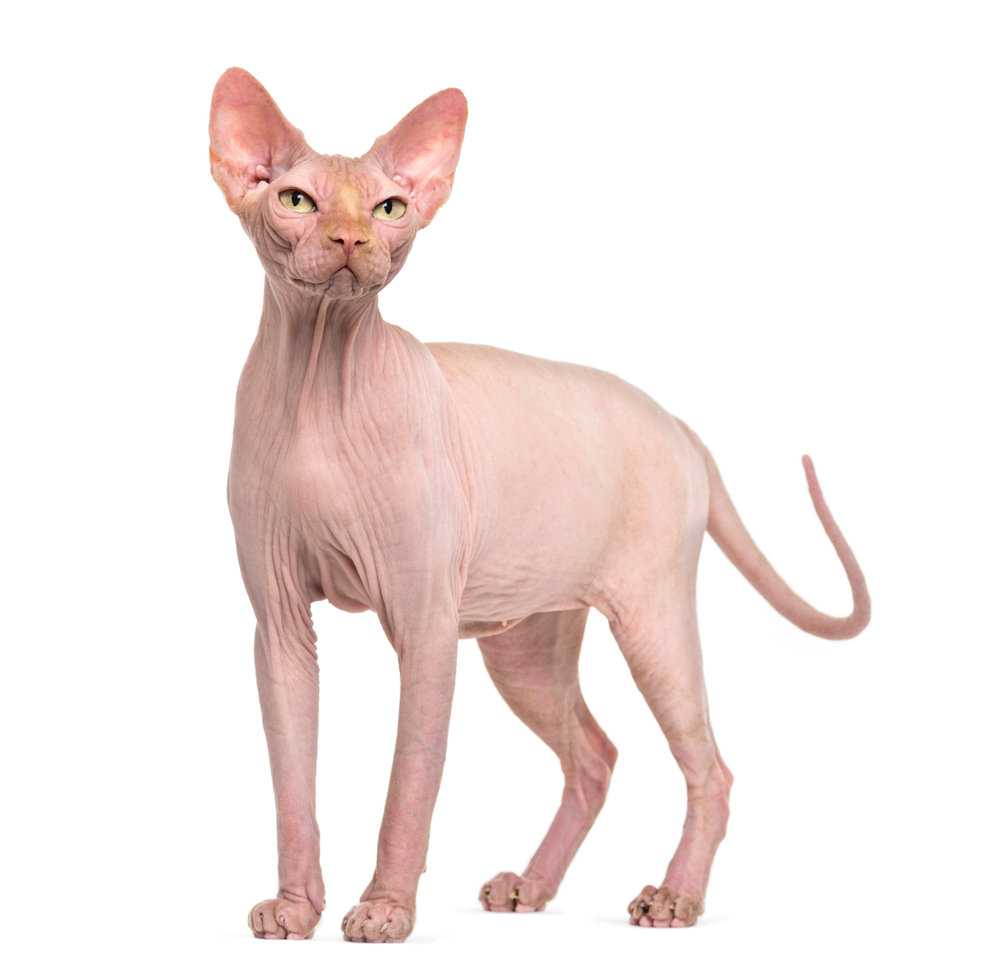 Stehende Sphynxkatze