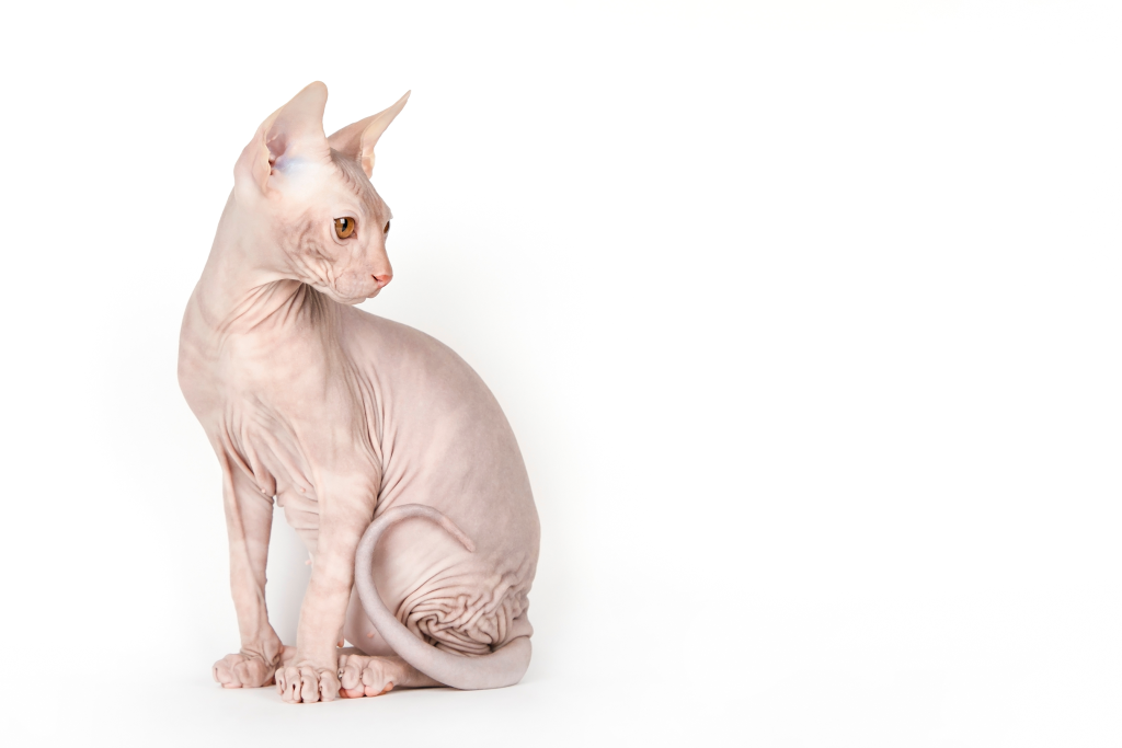 Sitzende Sphynxkatze