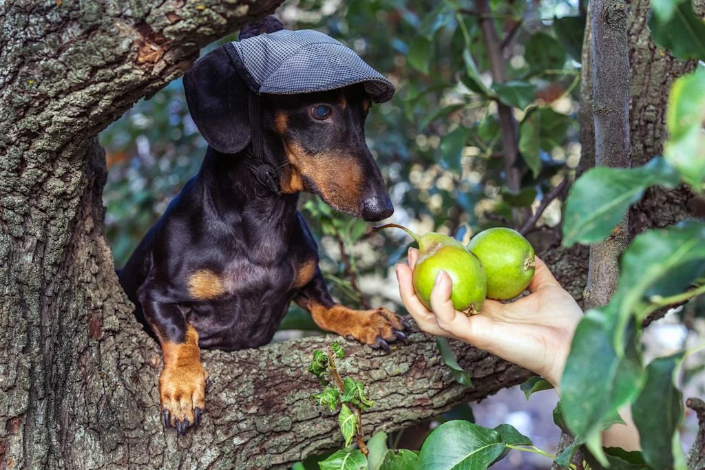 Darf mein Hund Birnen essen oder ist das gefährlich?