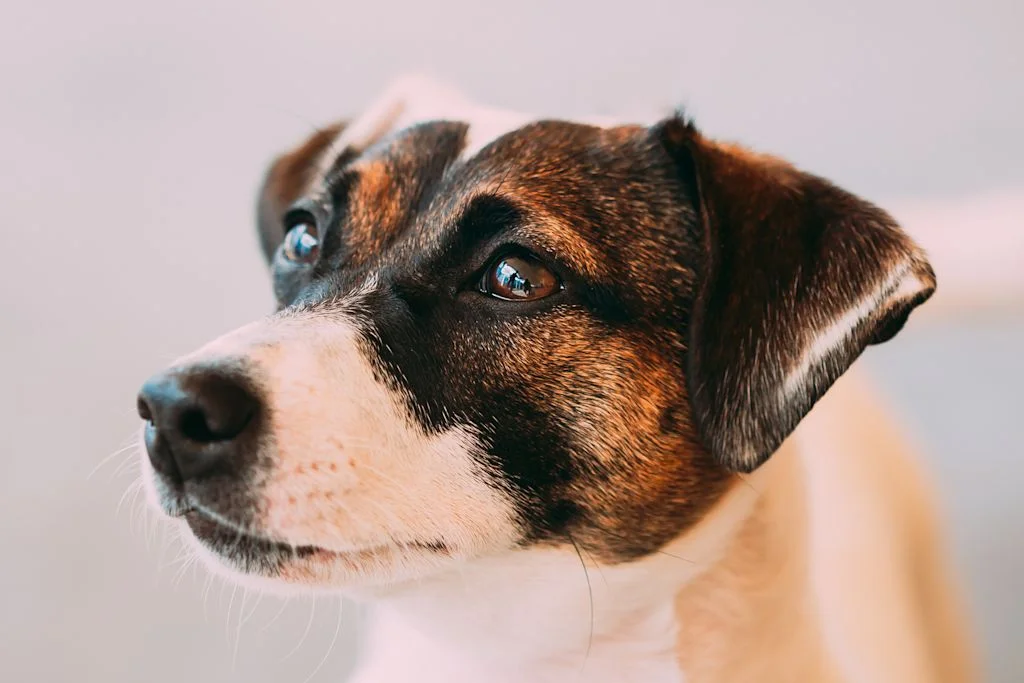 Weißer Jack Russell Terrier in Nahaufnahme