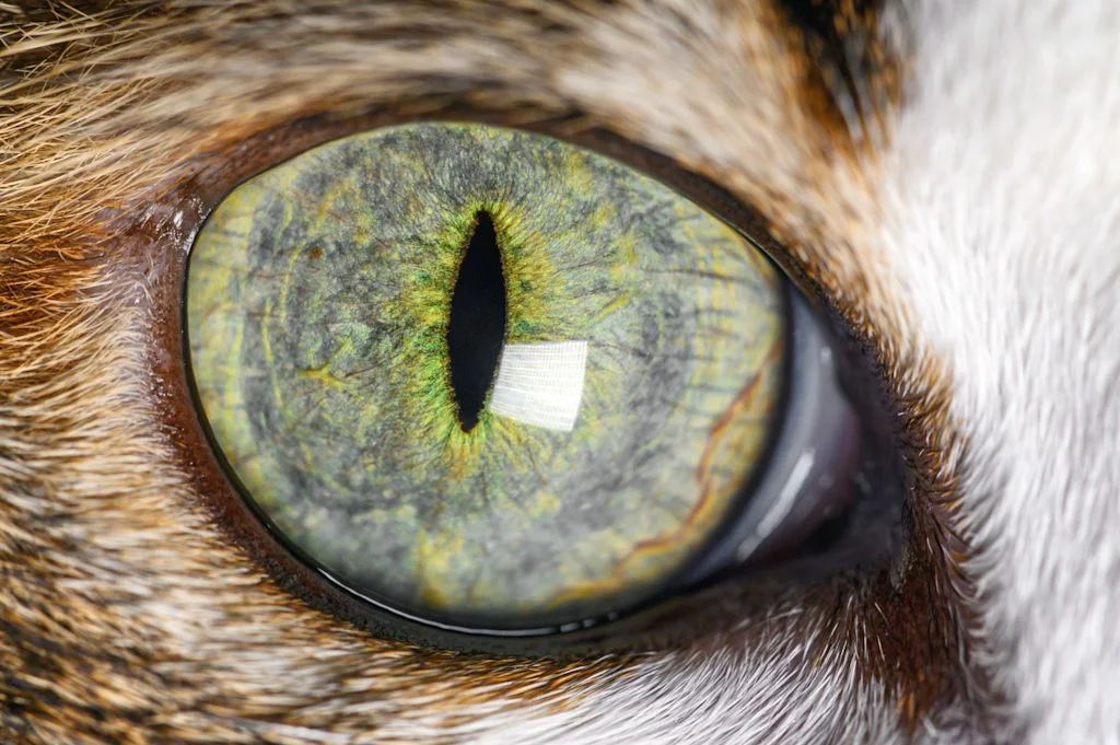 Extreme Nahaufnahme von einem grünen Katzenauge