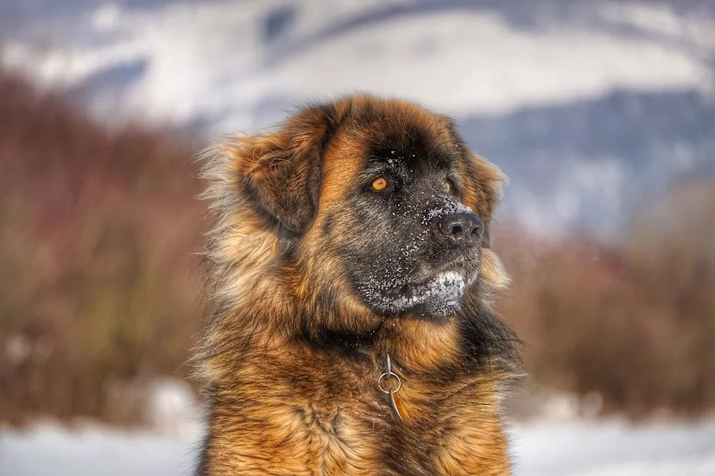 Leonberger im Schnee