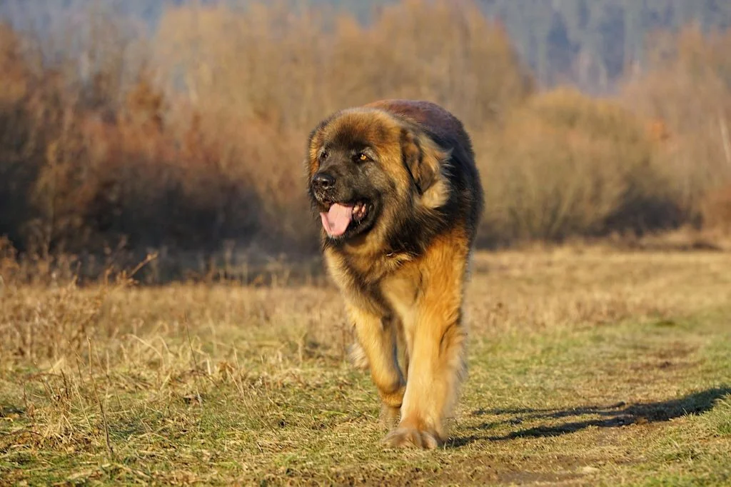 Leonberger beim Spaziergang