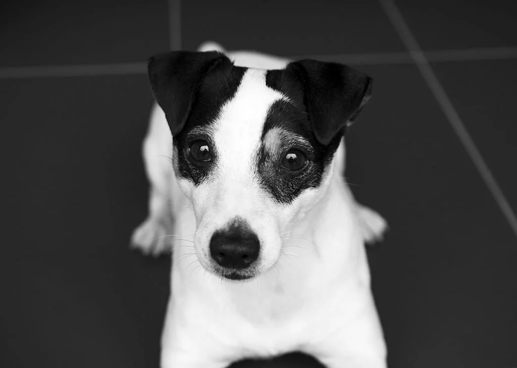 Liegender Jack-Russel