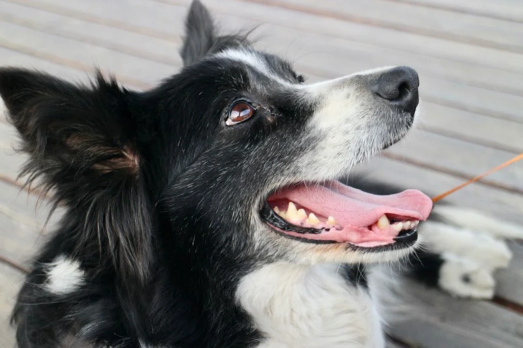 Liegender Collie