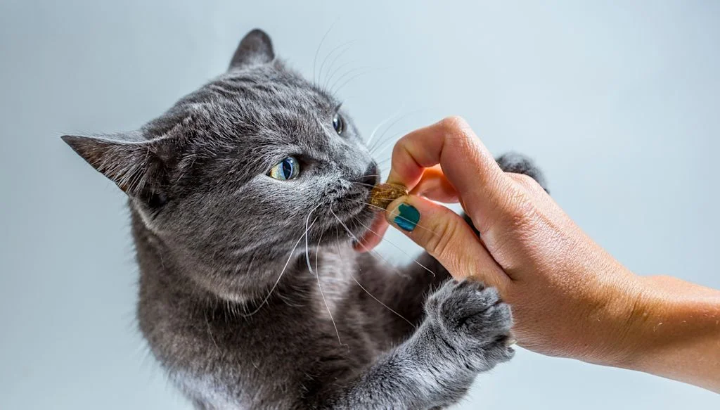 Graue Katze frisst Tablette