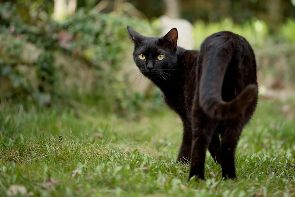 Schwarze Katze im Garten