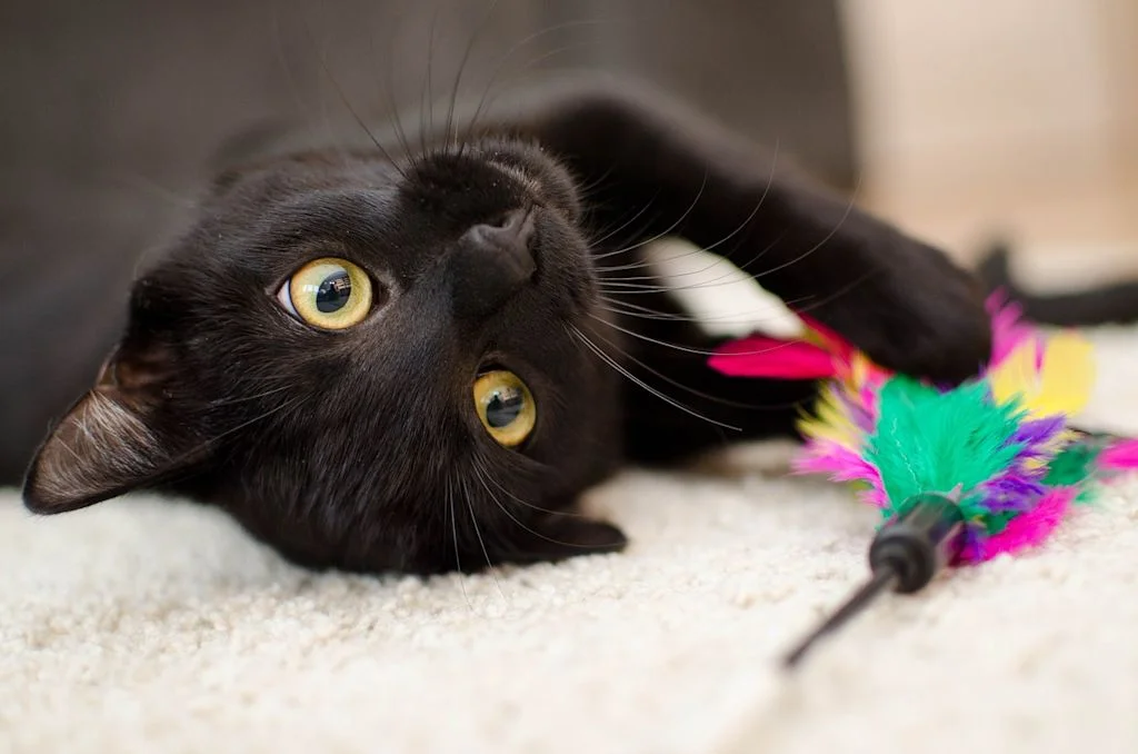 Schwarze Katze spielt