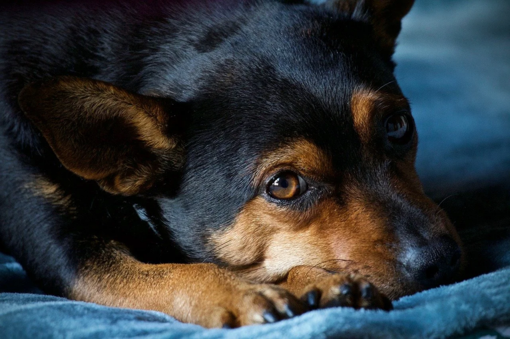 Hund kneift Augen zusammen