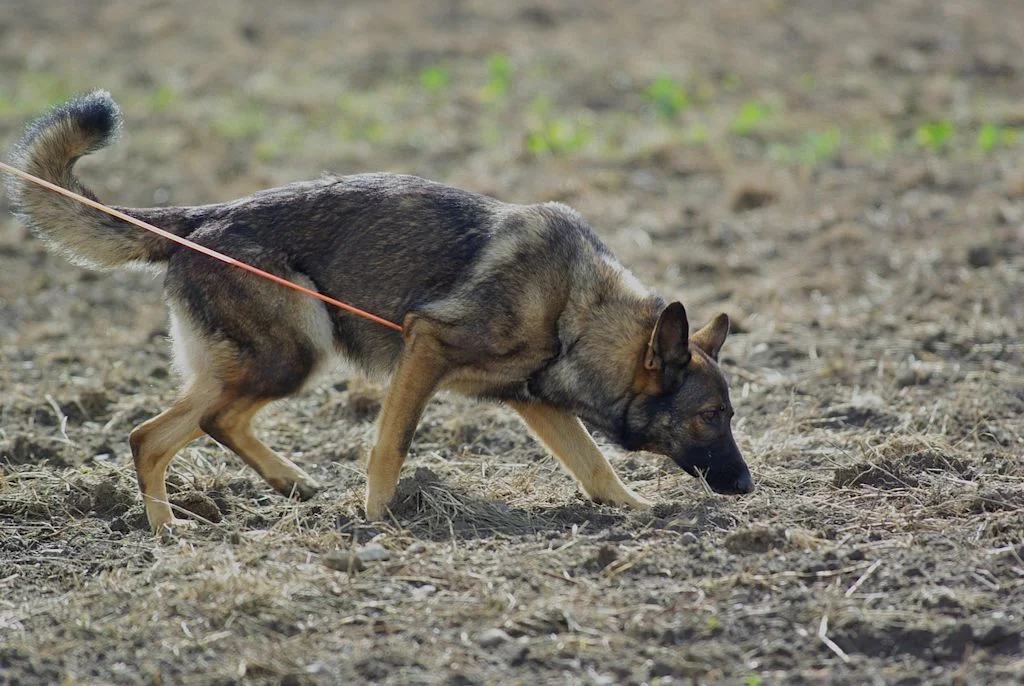 Schäferhund beim Spaziergang