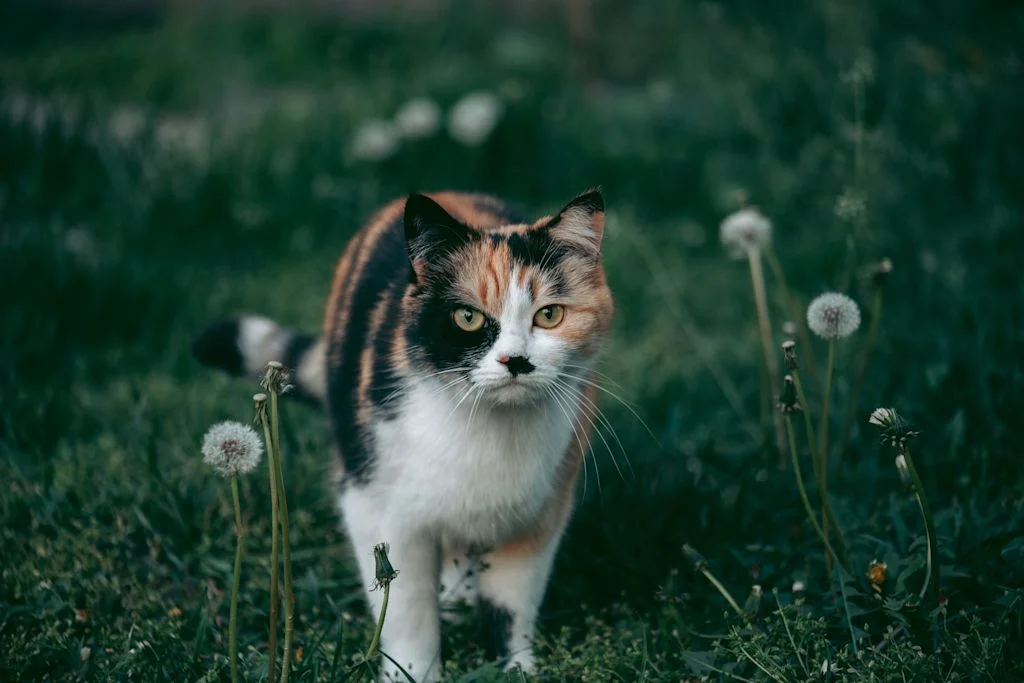 Dreifarbige Katze draußen