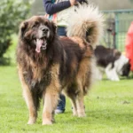Leonberger auf Hundeplatz