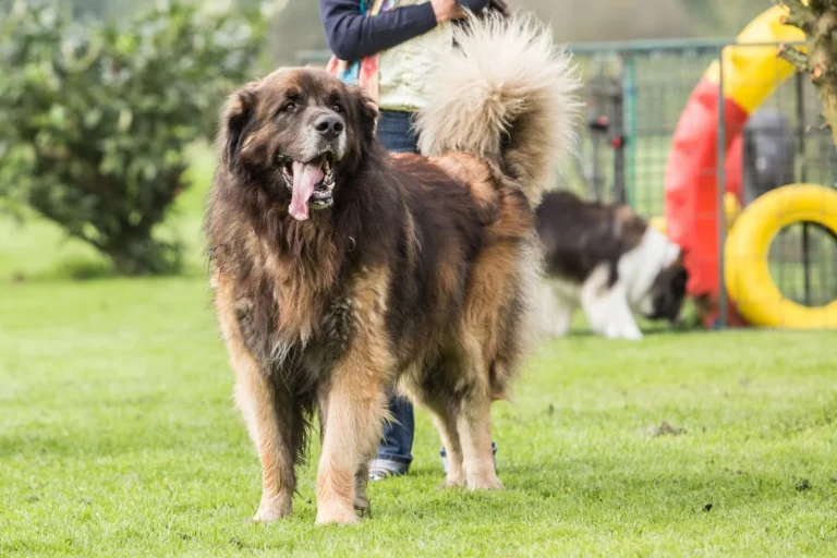 Leonberger