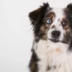 Blaue Augen sind ein Warnzeichen