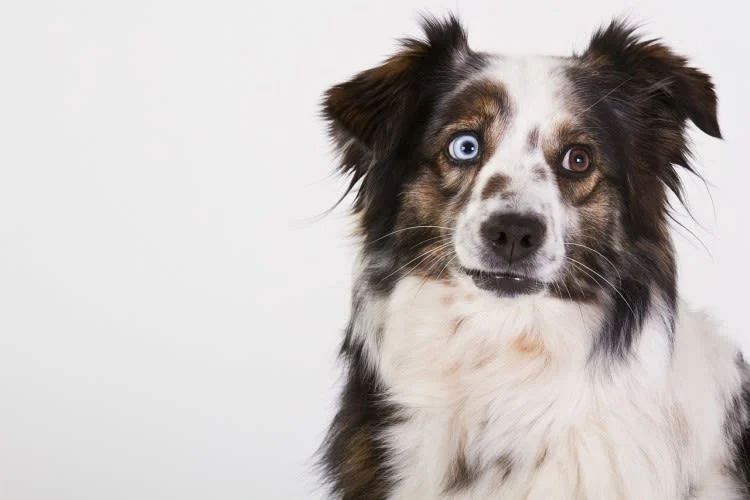 Merle-Hunde: Besonderheiten der Fellfarbe, Risiken und verantwortungsvolle Zucht