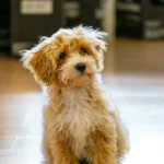 Viele Maltipoo sind lernfreudig