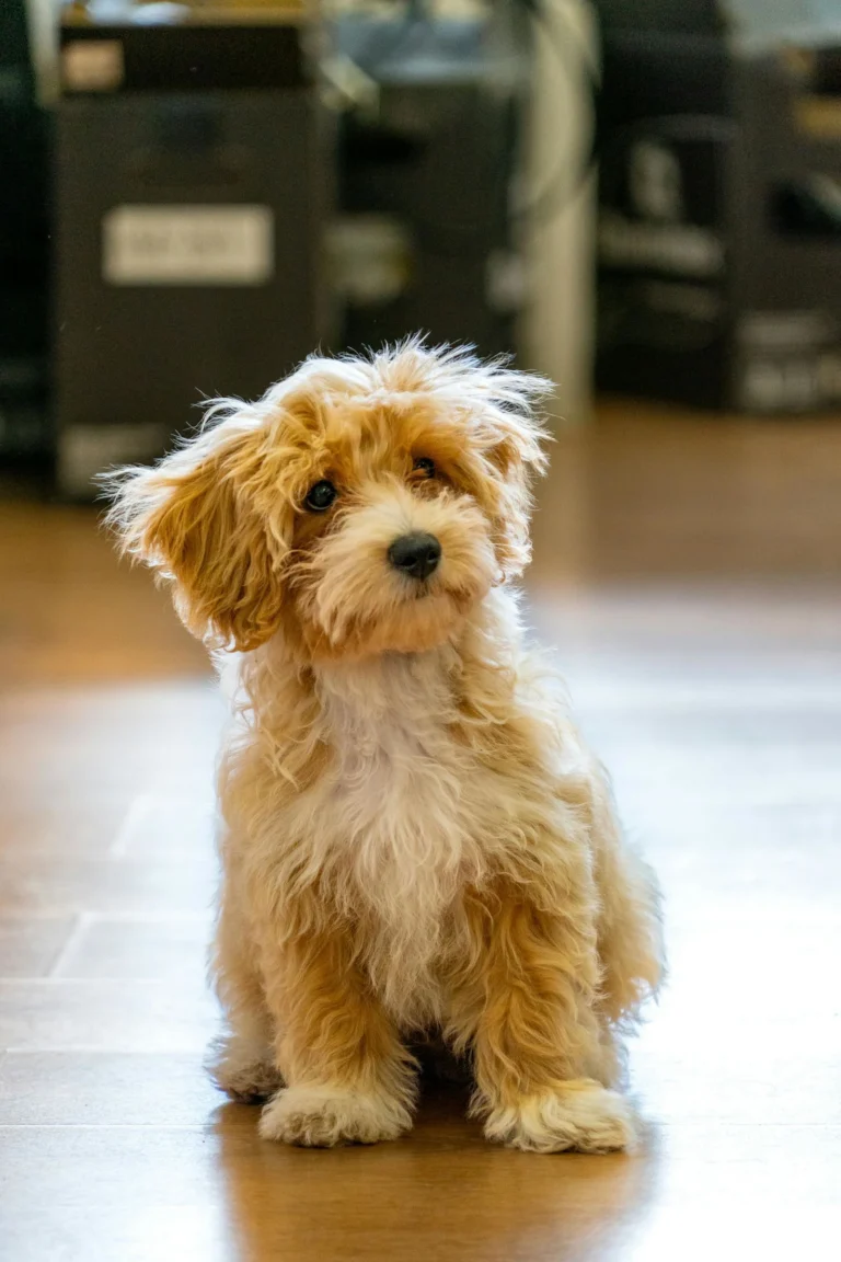 Rasseportrait: Der Maltipoo
