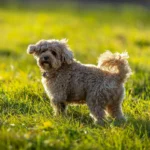 Cavapoos müssen einen guten Rückruf haben