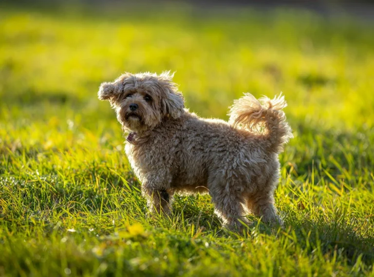 Cavapoo – Charakter, Größe, Gesundheit & Pflege