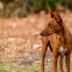 Roter Podenco im Wald