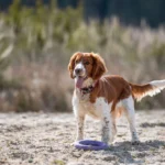 Bretonischer Spaniel am Strand