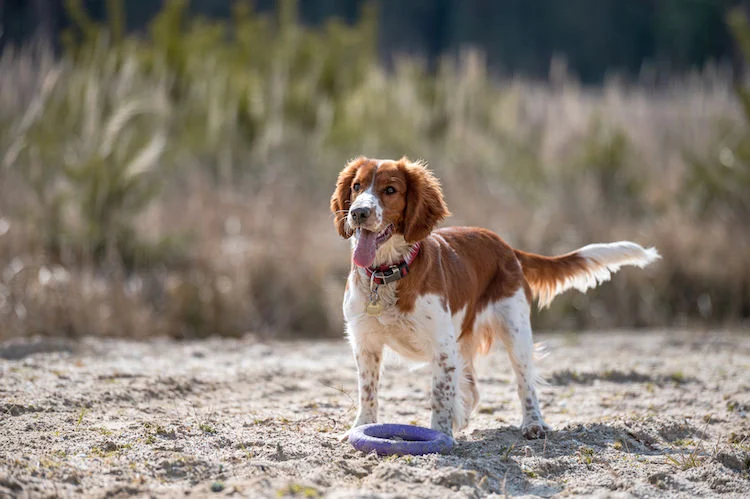 Bretonischer Spaniel