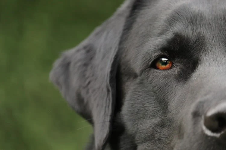 Rhinitis beim Hund: Ursachen, Symptome und Behandlung