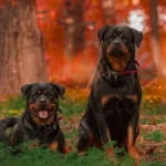 Zwei Rottweiler im Wald