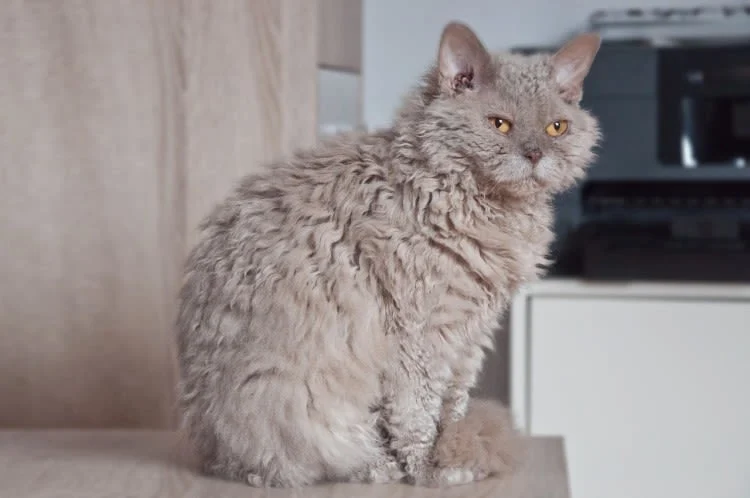 Selkirk Rex – die Katze mit dem lockigen Fell