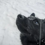 Der Schipperke benötigt gute Erziehung