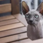 Sitzende Nacktkatze