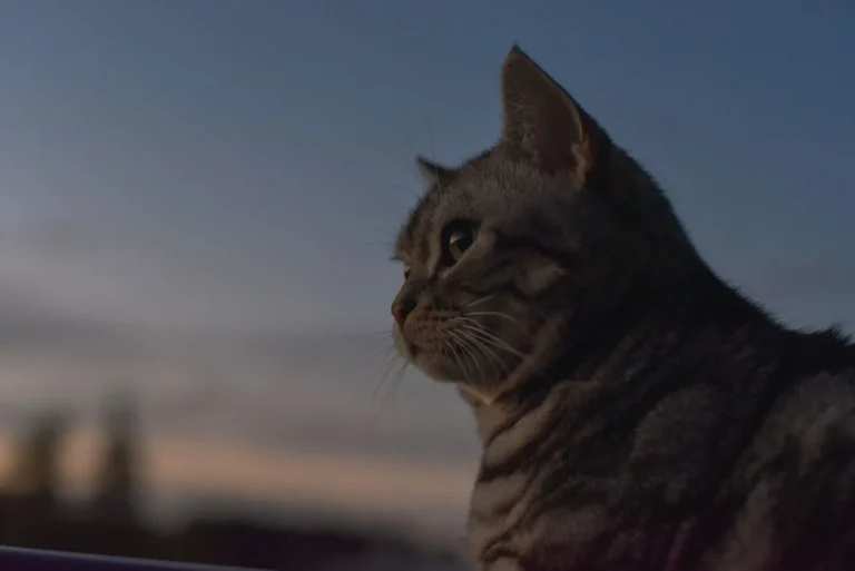 FIP bei Katzen: Felines Coronavirus erkennen und behandeln