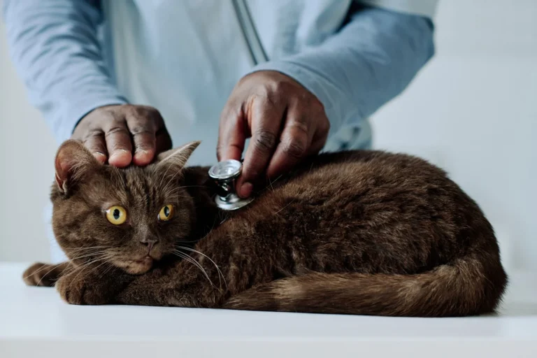 Giardien bei Katzen: Symptome erkennen und richtig behandeln