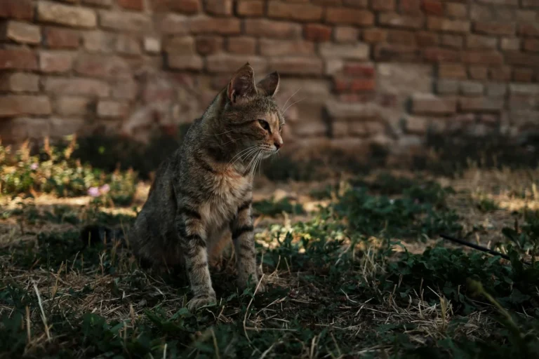 Hämobartonellose bei Katzen: Die Krankheit erkennen und behandeln