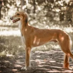 Der Windhund benötigt viel Auslauf