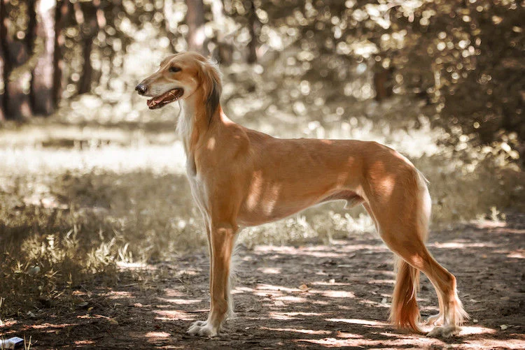 Saluki: Charakter, Haltung und Kosten des Persischen Windhunds im Rasseportrait