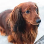 Braune Hunde gibt es in allen Größen