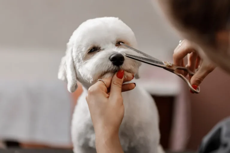 Was kostet ein Hundefriseur?